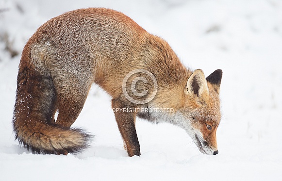 Red Fox Red Fox