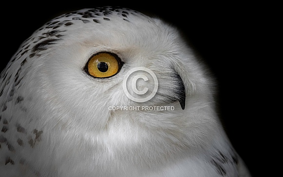 Snowy Owl Close Up Side Profile Black Background Snowy Owl Close Up Side Profile Black Background
