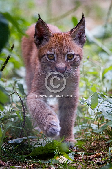 lynx cub