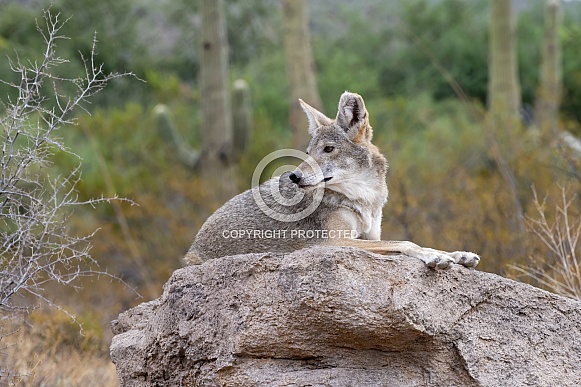 Coyote