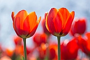 Red tulips backlit.