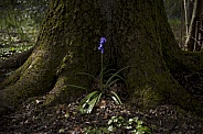Single Bluebell flower