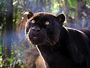 Jaguar (Panthera Onca)