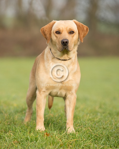 Yellow Labrador Retriever