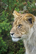 African Lion (young)