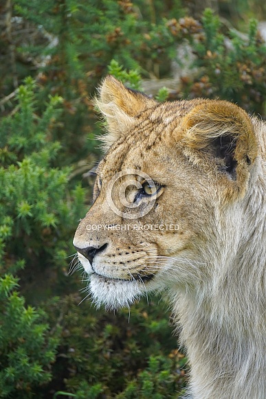 African Lion (young)