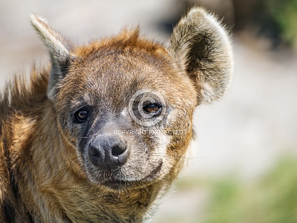 Hyena portrait