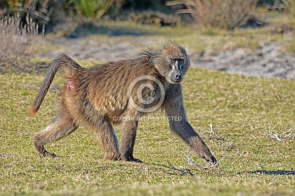 Chacma Baboon Chacma Baboon