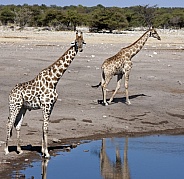 Giraffe - Etosha National Park - Namibia