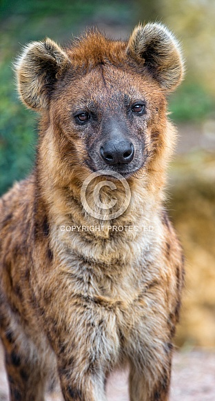 Male Hyena