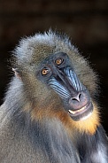 Mandrill (Mandrillus sphinx)