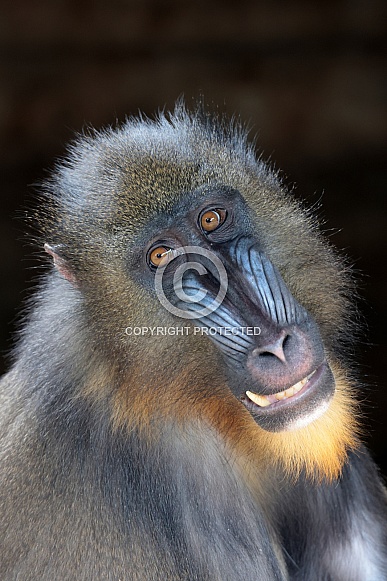 Mandrill (Mandrillus sphinx)