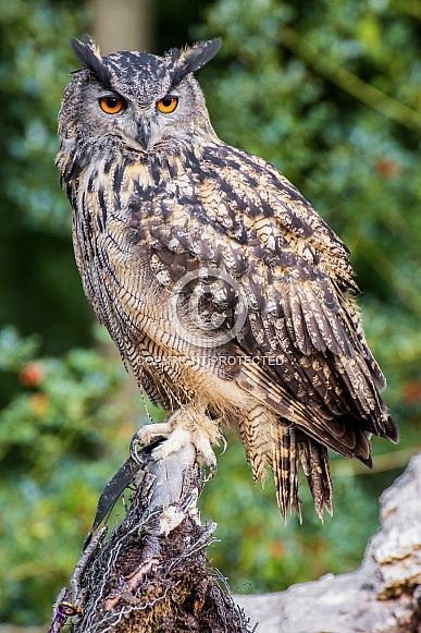 Eagle Owl Eagle Owl
