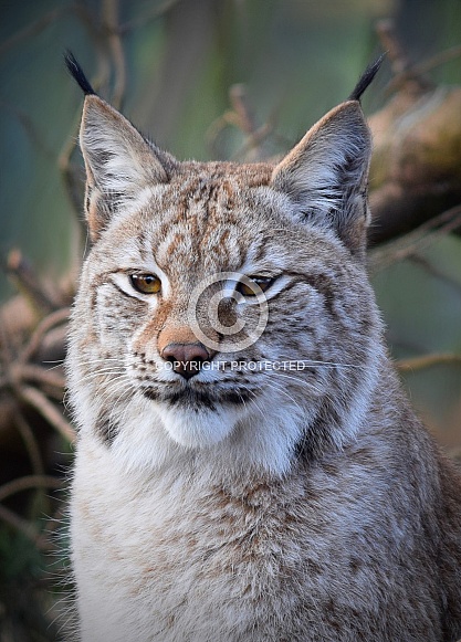 Eurasian Lynx Eurasian Lynx