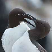 The common murre or common guillemot (Uria aalge)