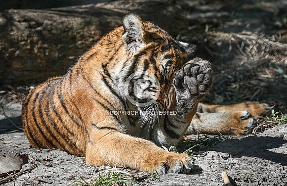 Malayan tiger cubs