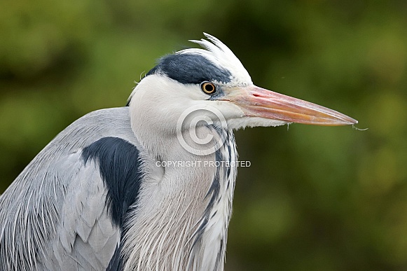 Grey Heron (Ardea cinerea) Grey Heron (Ardea cinerea)