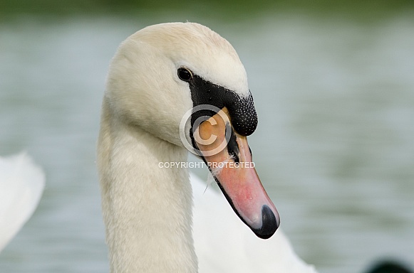 Mute Swan Mute Swan