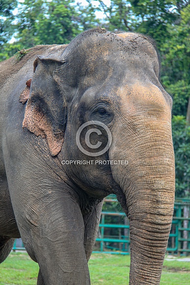 Sumatran Elephant