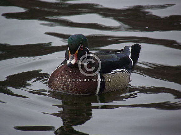 Wood Duck