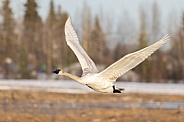 Trumpeter Swan Flying over a Field in Alaska