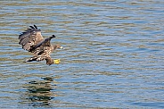 White tailed eagle or European Eagle