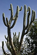 Cactus - Opuntia Cilindrica - Ecuador