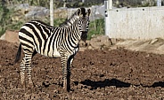 Grants Zebra Full Body