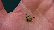 Green Beetle - Hoplia Argentea