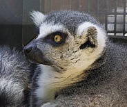 Lemurs