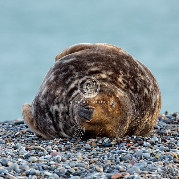 Seal near the coastline.