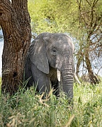 Large elephant scratching against a tree