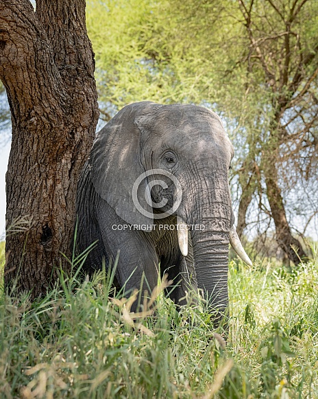 Large elephant scratching against a tree
