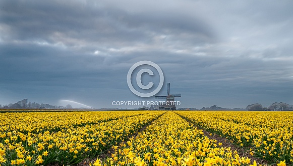 Windmill and Tulips Windmill and Tulips