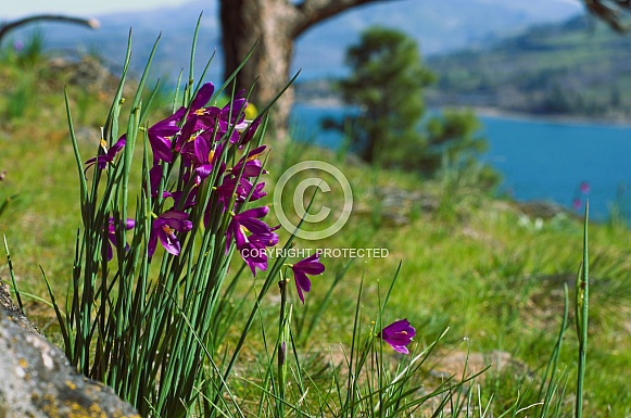 Close up of a bunch of small vividly purple wildflower blossoms