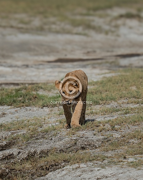 Lion cub walking down the plains in Africa Lion cub walking down the plains in Africa