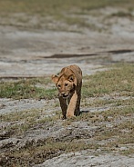 Lion cub walking down the plains in Africa