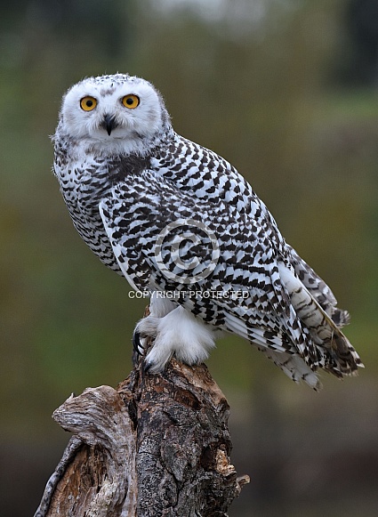 Snow owl
