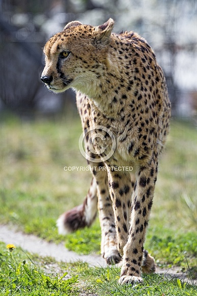 Cheetah