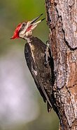 Wild adult male pileated woodpecker - Dryocopus pileatus