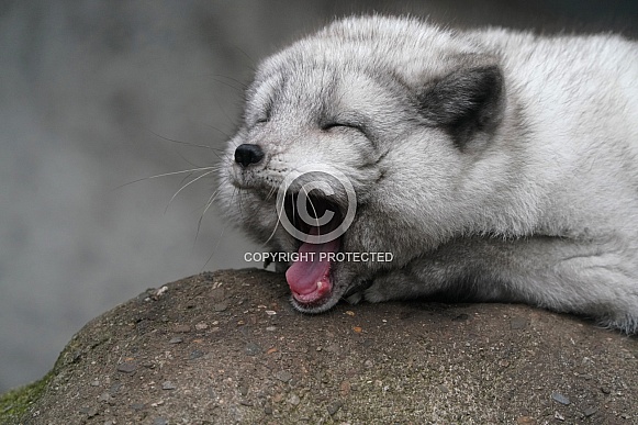 Arctic Fox