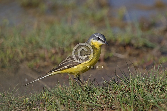 Blue headed Wagtail