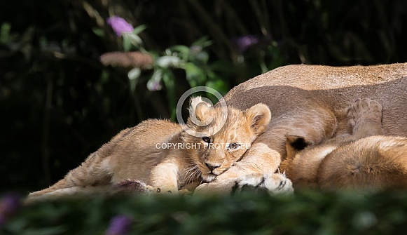 Asiatic Lion Cub