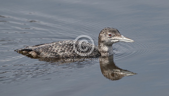 common loon adult (Gavin immer) non breeding colors common loon adult (Gavin immer) non breeding colors
