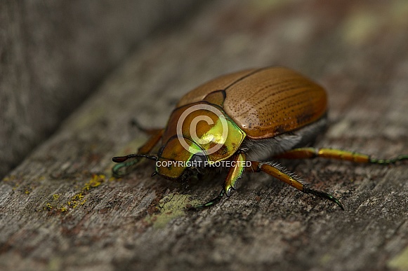 Christmas beetle.