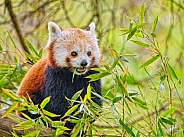 Red panda in the tree