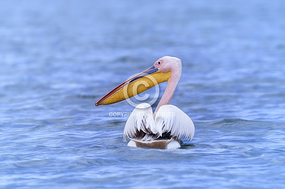 Great White Pelican