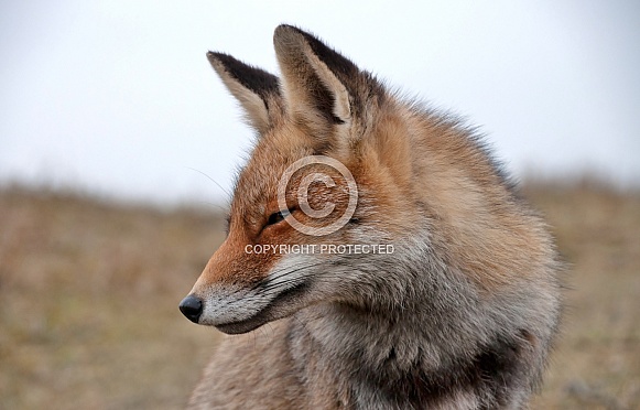 Red Fox Red Fox
