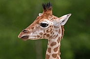 Rothschild's Giraffe Calf Close Up Head Shot