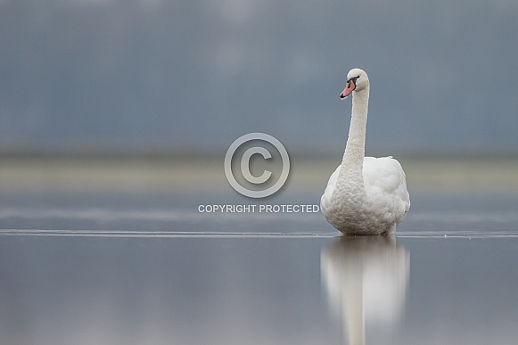 The mute swan (Cygnus olor)